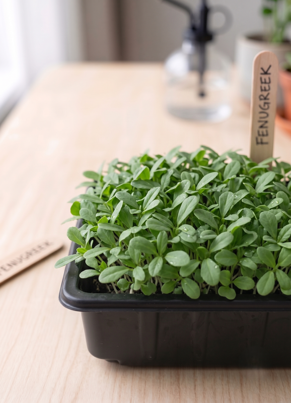 Fenugreek